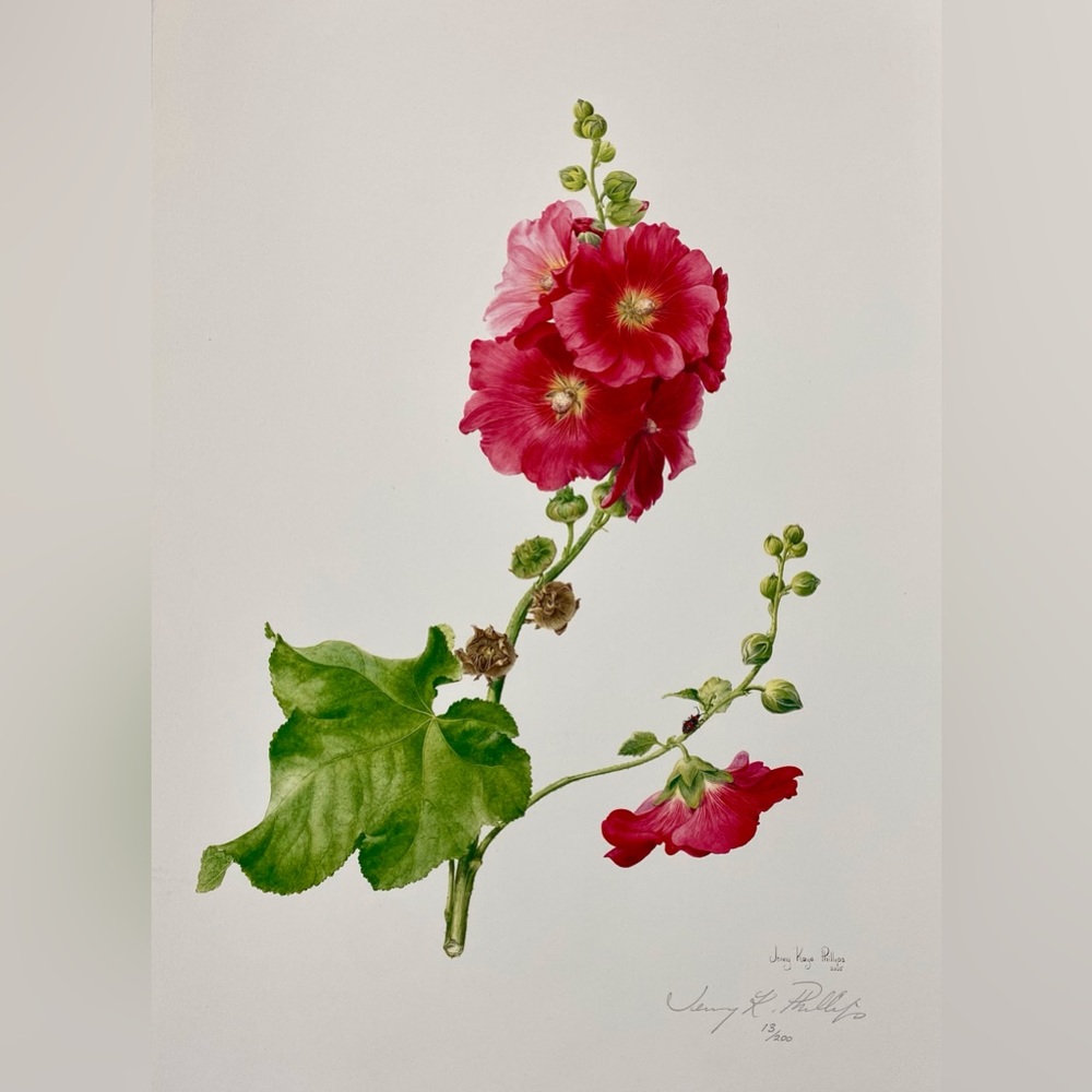 Jenny Phillips’ wonderful botanical print